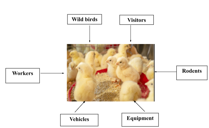 The various sources of infection.PNG